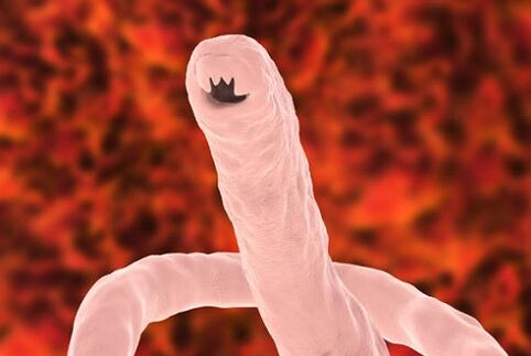 gusano parásito humano