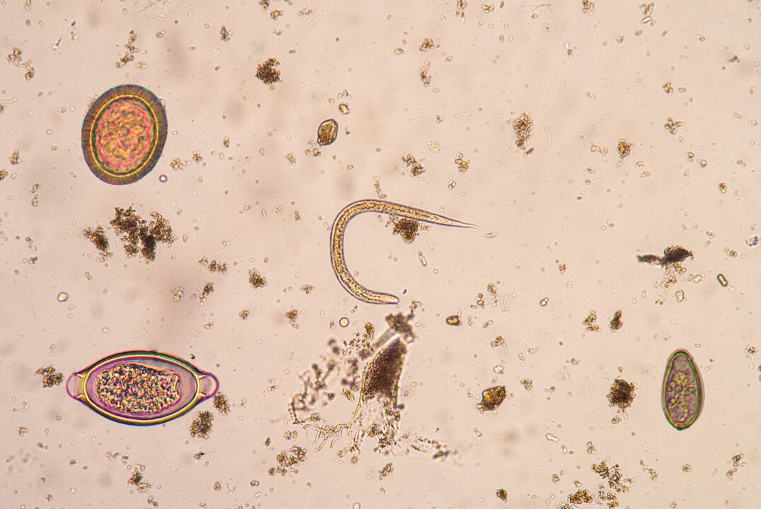 Etapa larval de parásitos subcutáneos