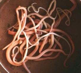 Parásitos intestinales