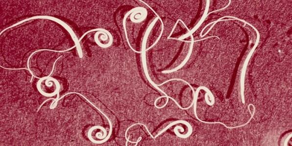 foto de parásitos humanos